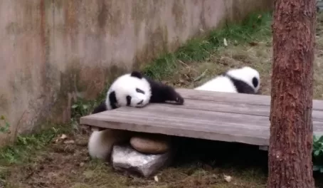 Adventures in China! Pandas
